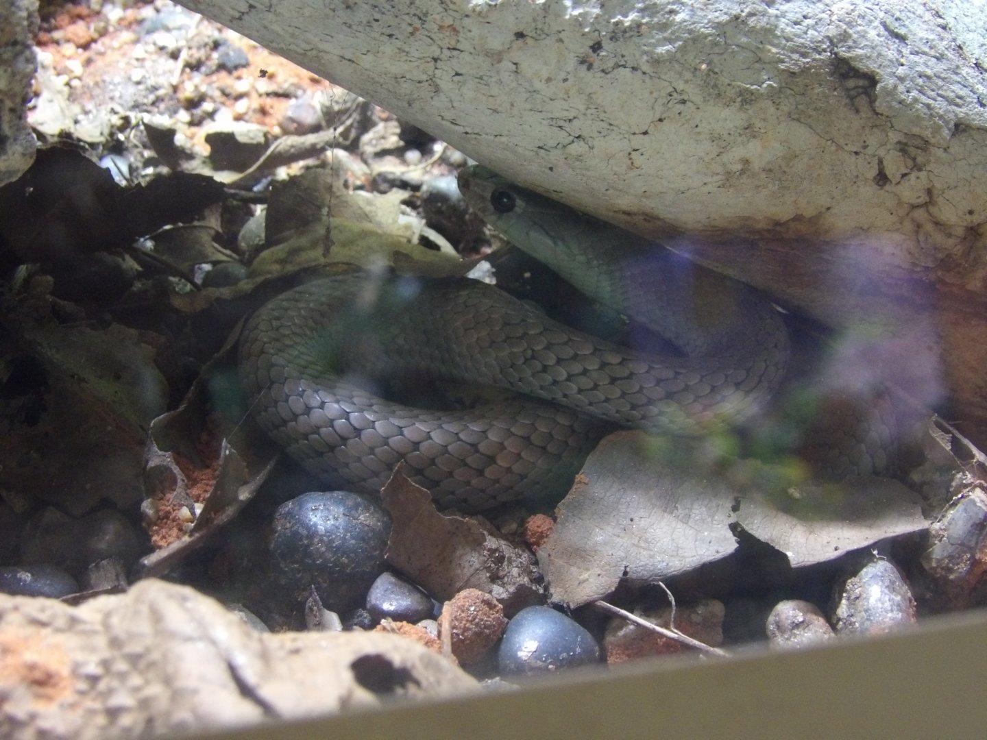 Cuban Racer(Cubophis cantherigerus)