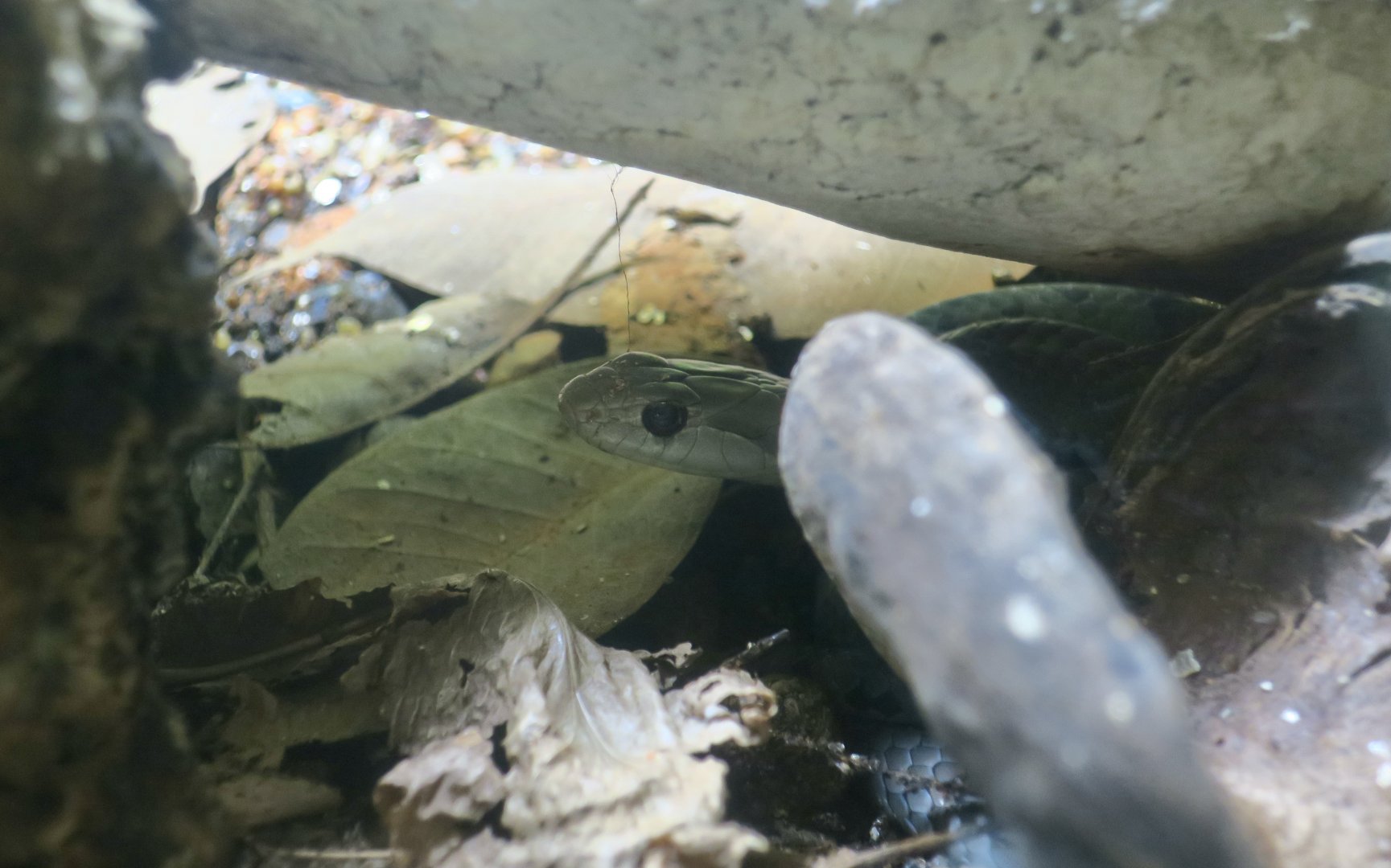 Cuban Racer (Cubophis cantherigerus)