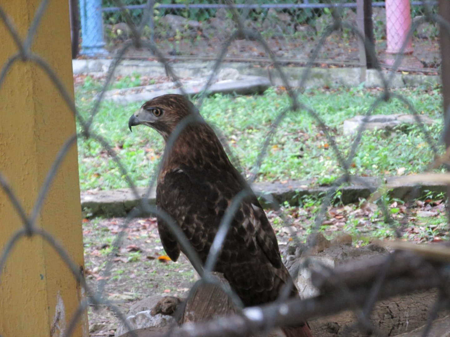 cuban red tailed hawk