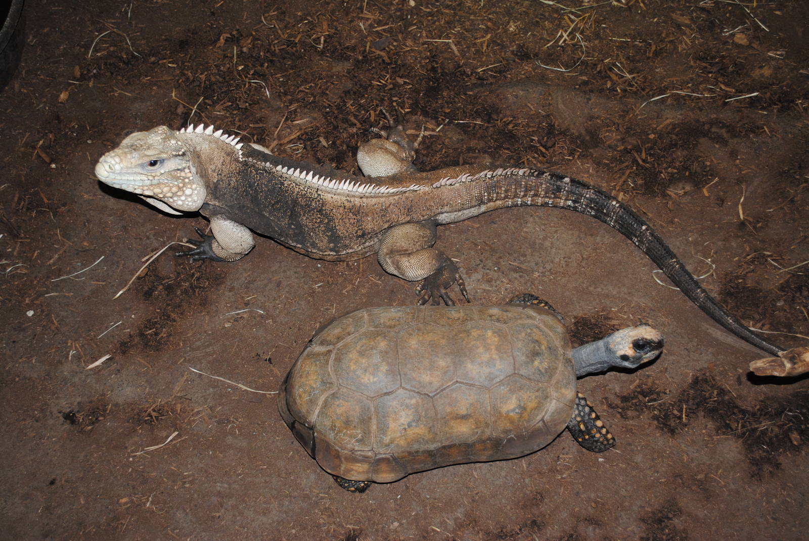Cuban Rock Iguana and Yellow-footed Tortoise