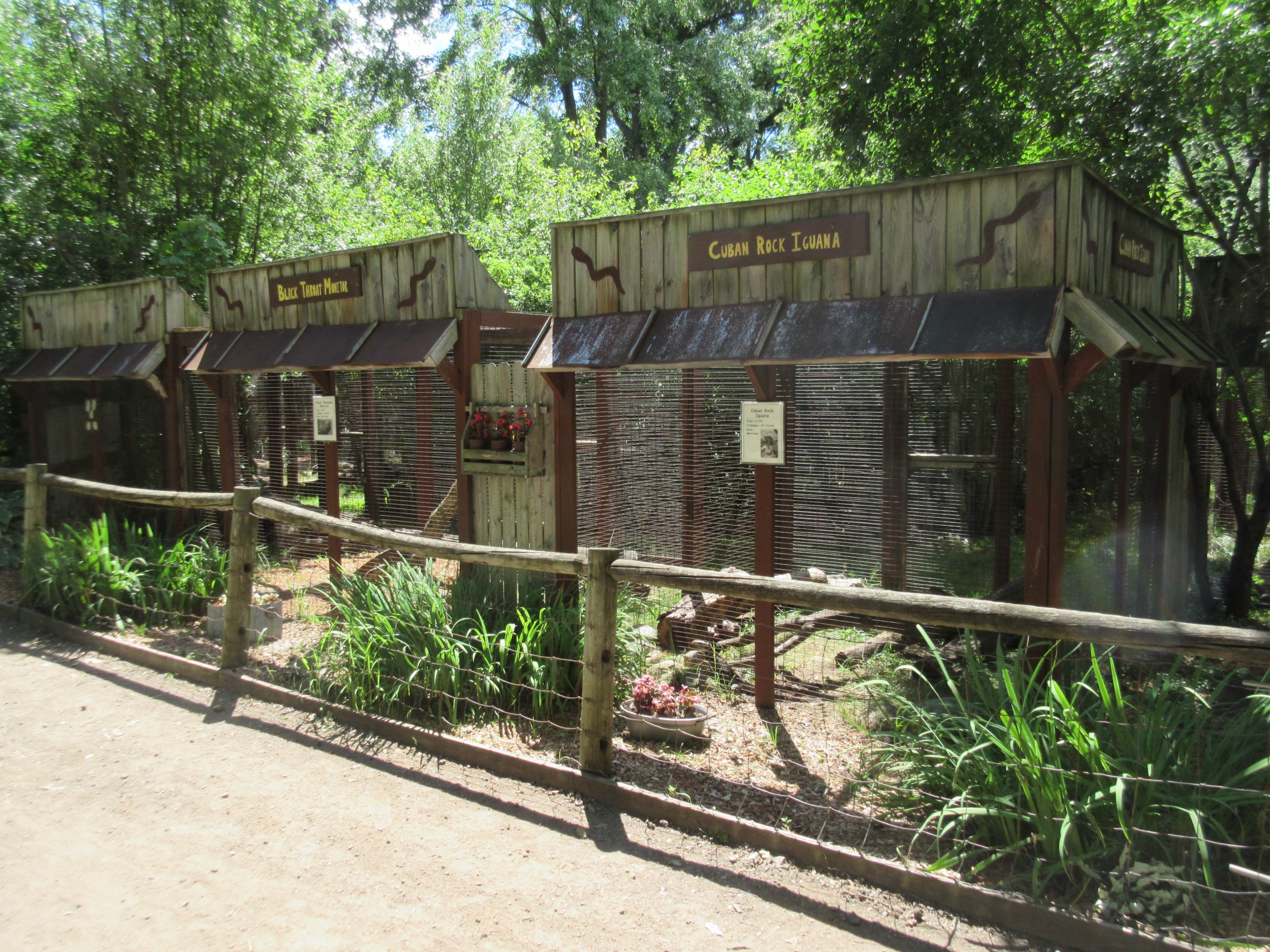Cuban Rock Iguana + Black-throated Monitor Exhibits
