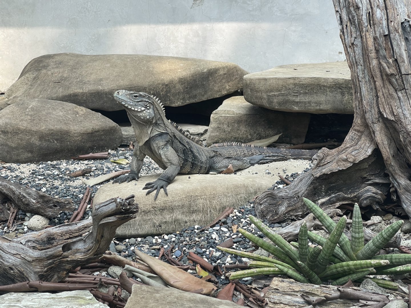 cuban rock iguana (cyclura nubila) - museum komodo