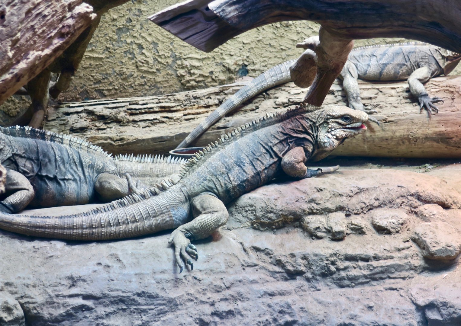 Cuban Rock Iguana (Cyclura nubila nubila)