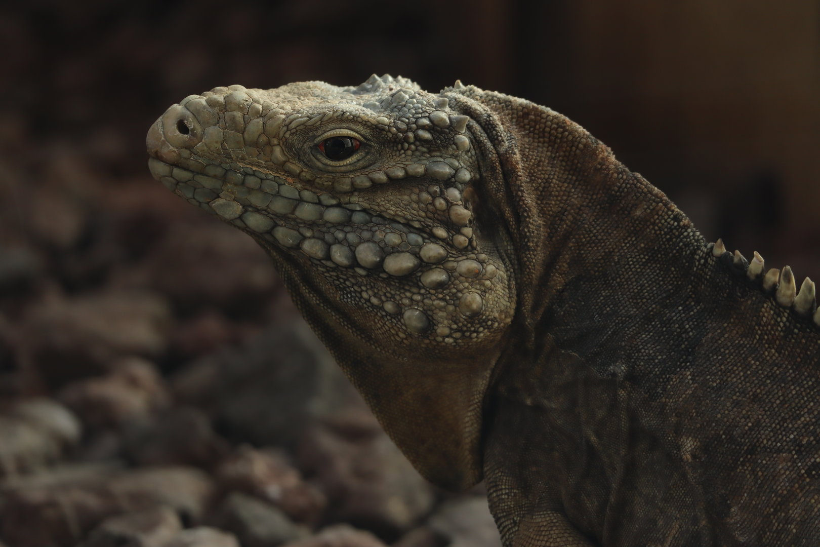 Cuban rock iguana (Cyclura nubila nubila)
