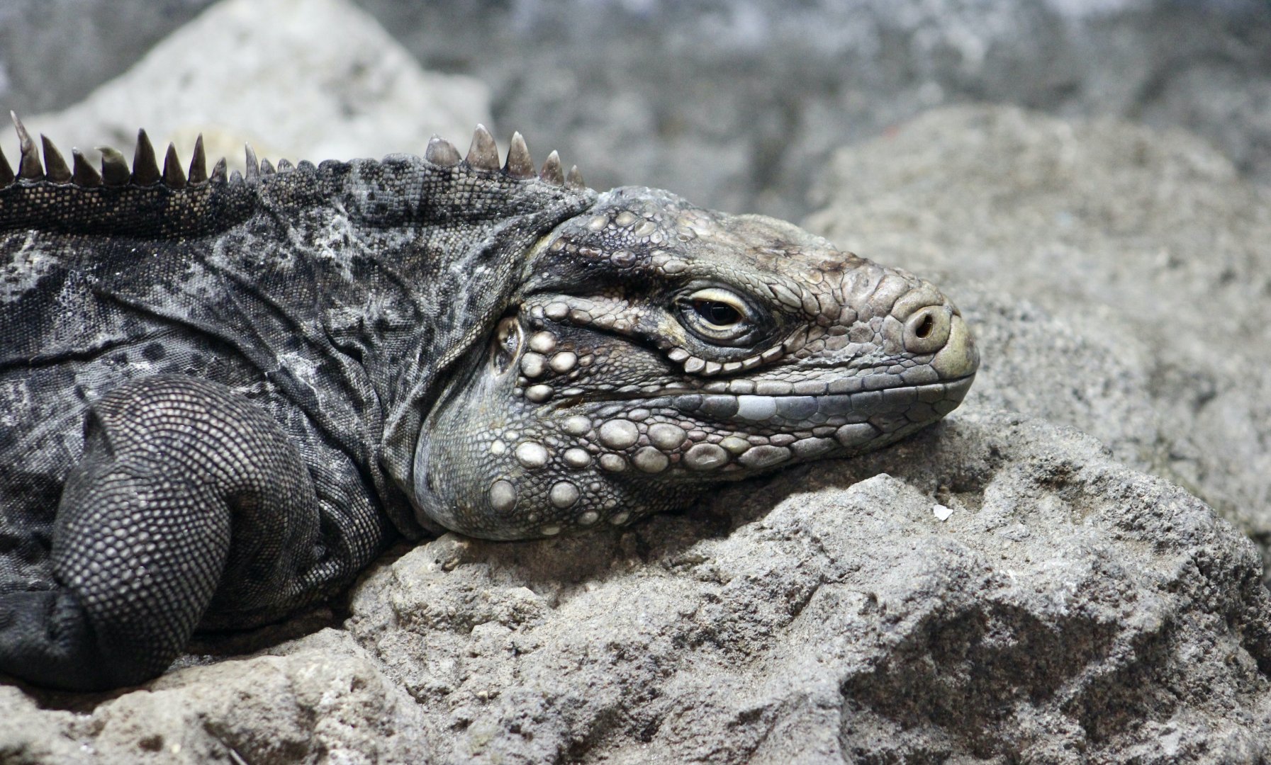 Cuban Rock Iguana (Cyclura nubila nubila)