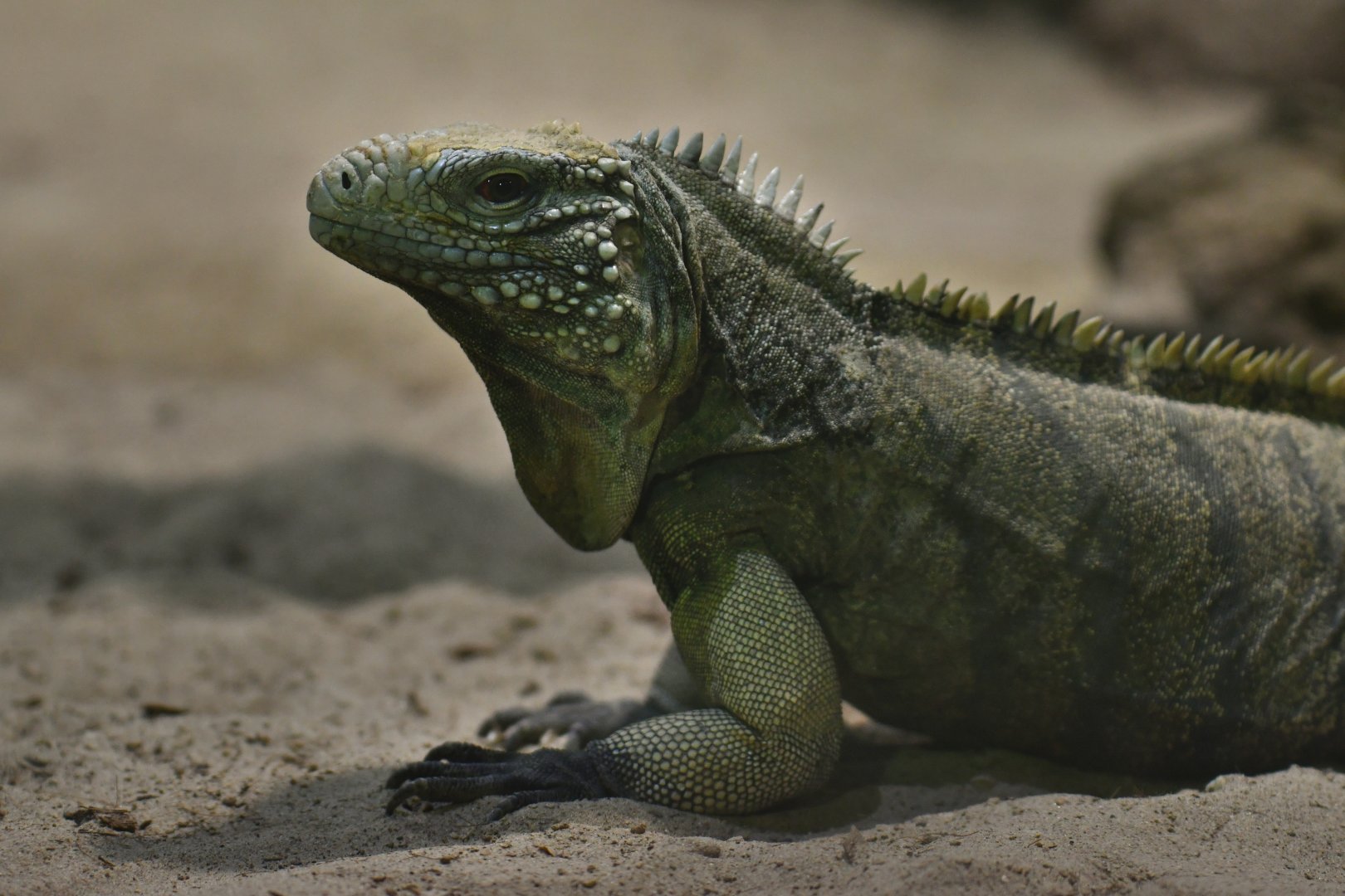Cuban rock iguana (Cyclura nubila)