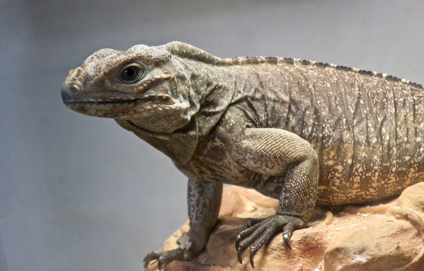 Cuban Rock Iguana (Cyclura nubila)