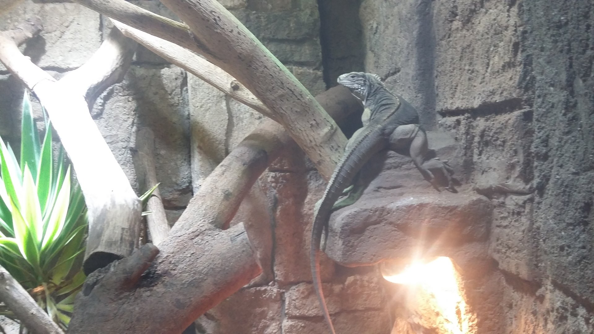 Cuban rock iguana (Cyclura nubila)