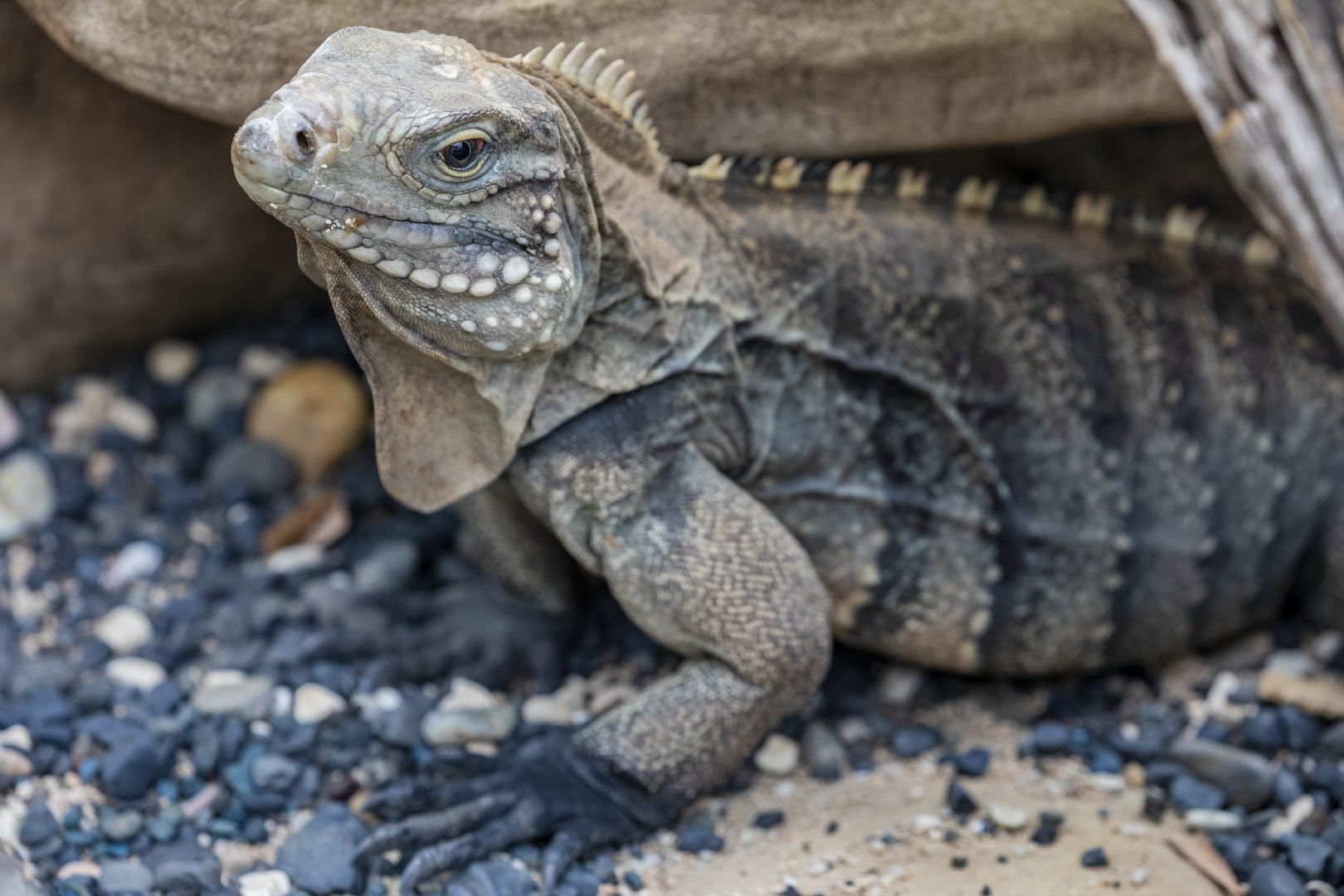 Cuban rock iguana (Cyclura nubila)