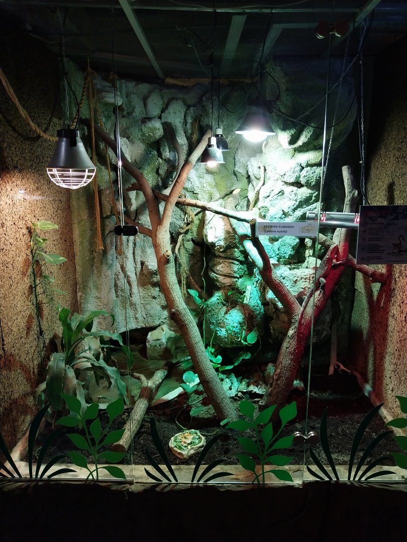 Cuban Rock Iguana (Cyclura nubila)