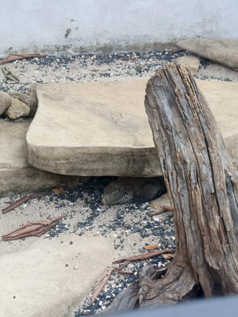 Cuban Rock Iguana (Cyclura nubila)