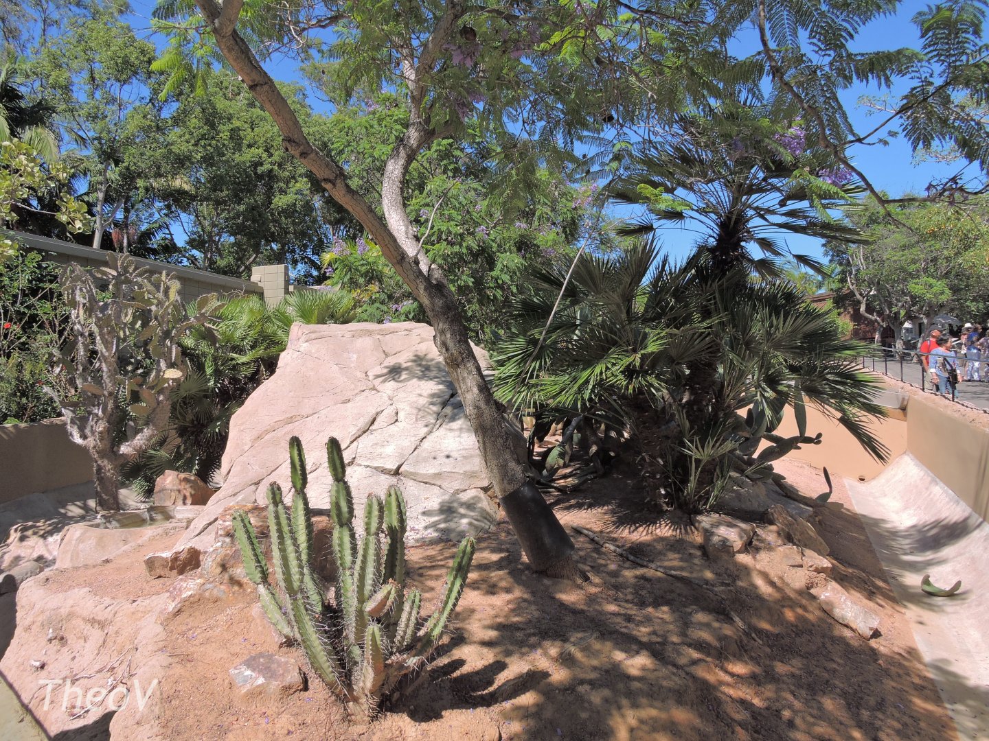 Cuban rock iguana exhibit - Discovery Outpost [2015]