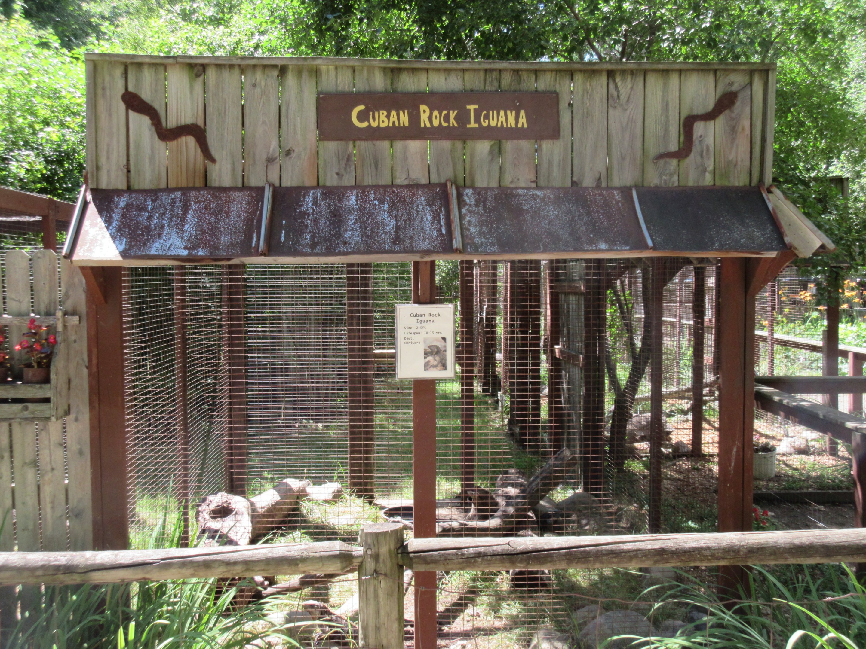 Cuban Rock Iguana Exhibit