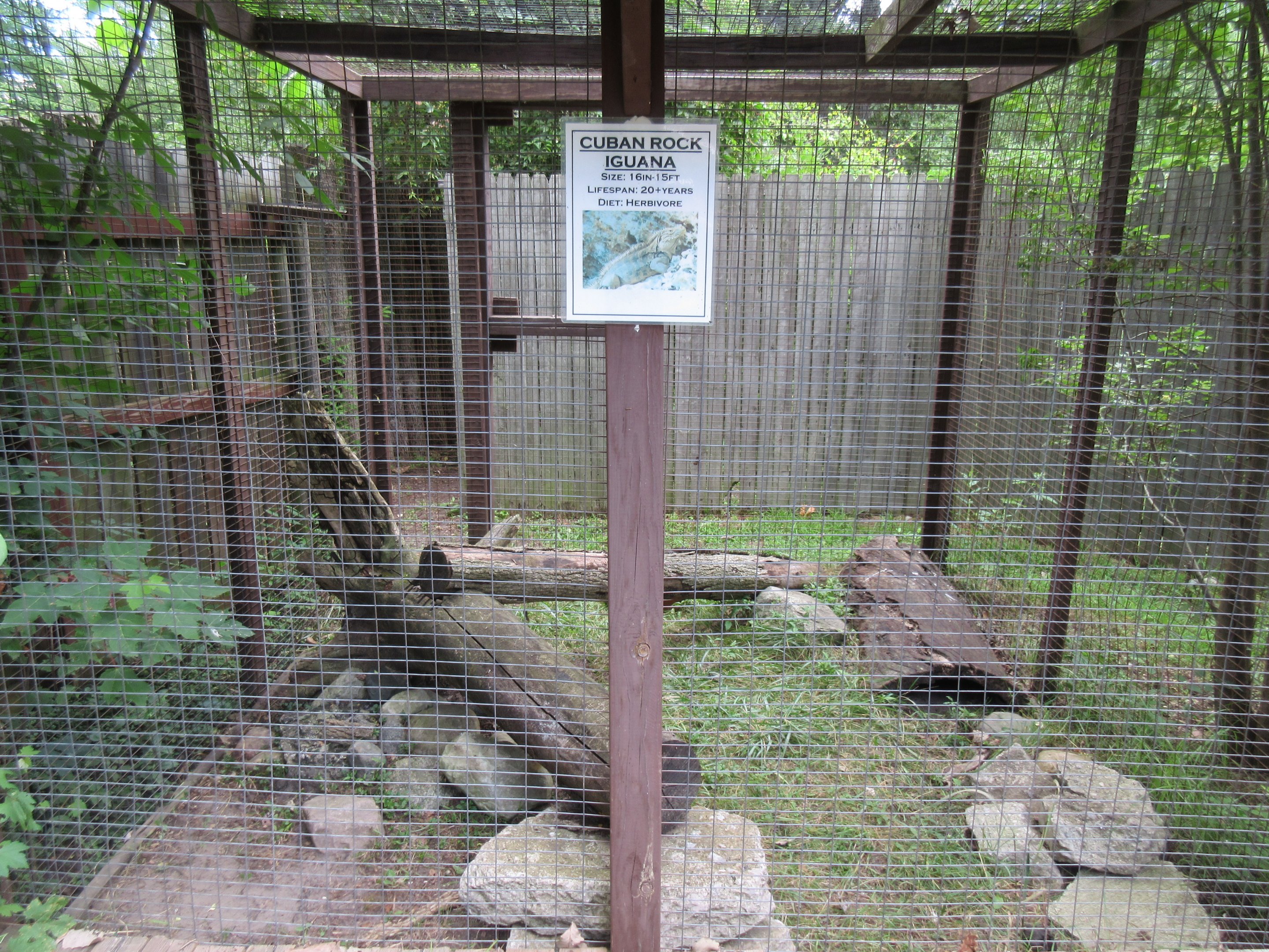 Cuban Rock Iguana Exhibit