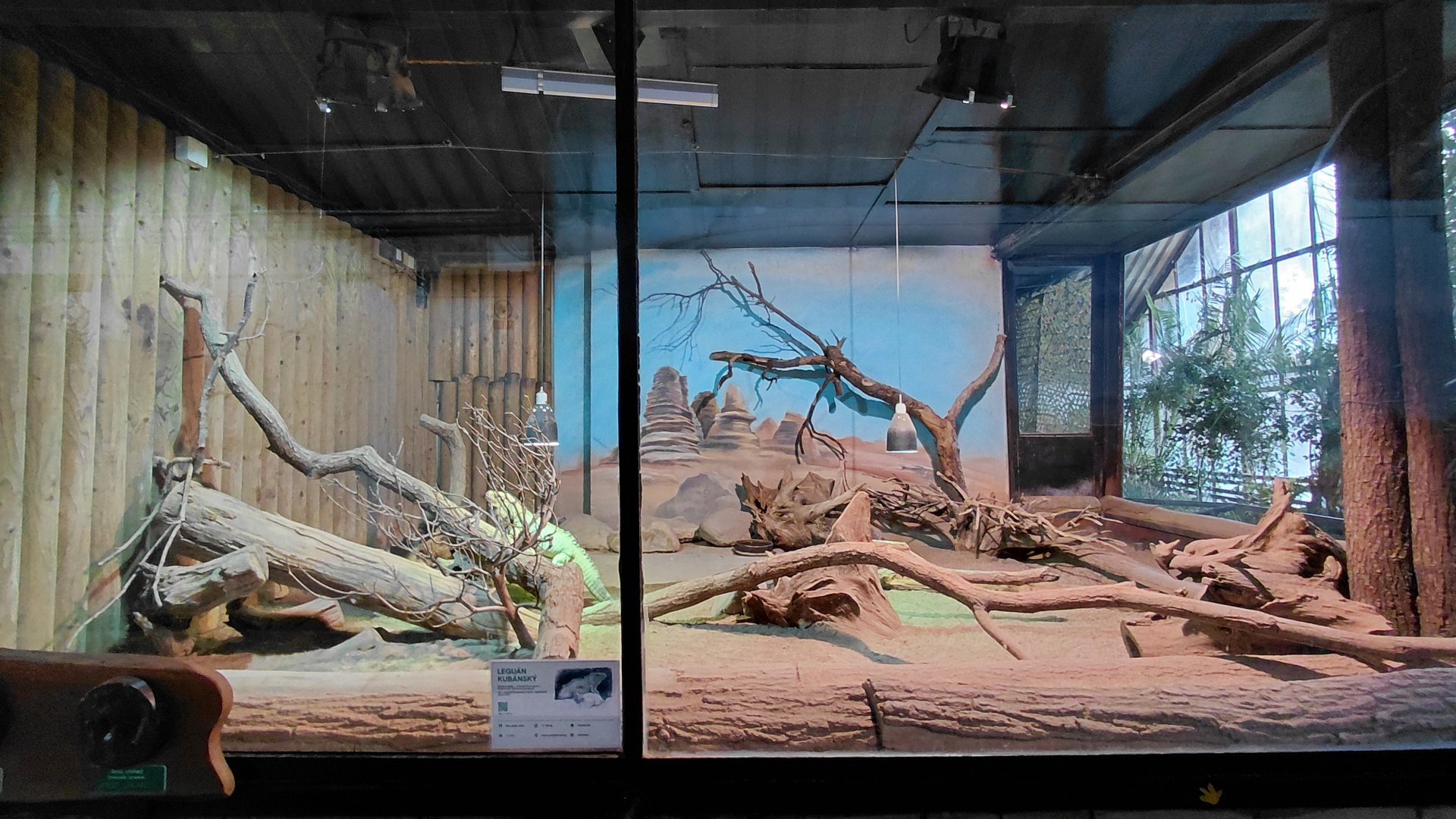 Cuban rock iguana exhibit