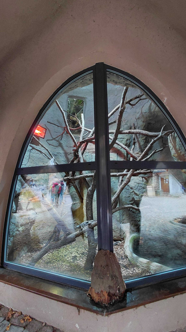 Cuban rock iguana exhibit