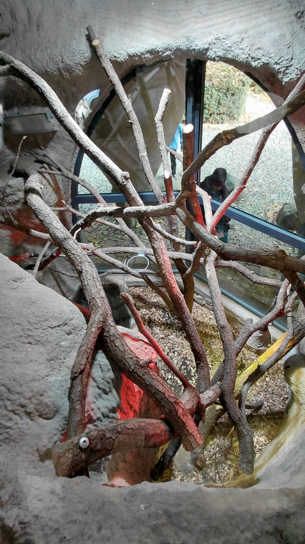 Cuban rock iguana exhibit