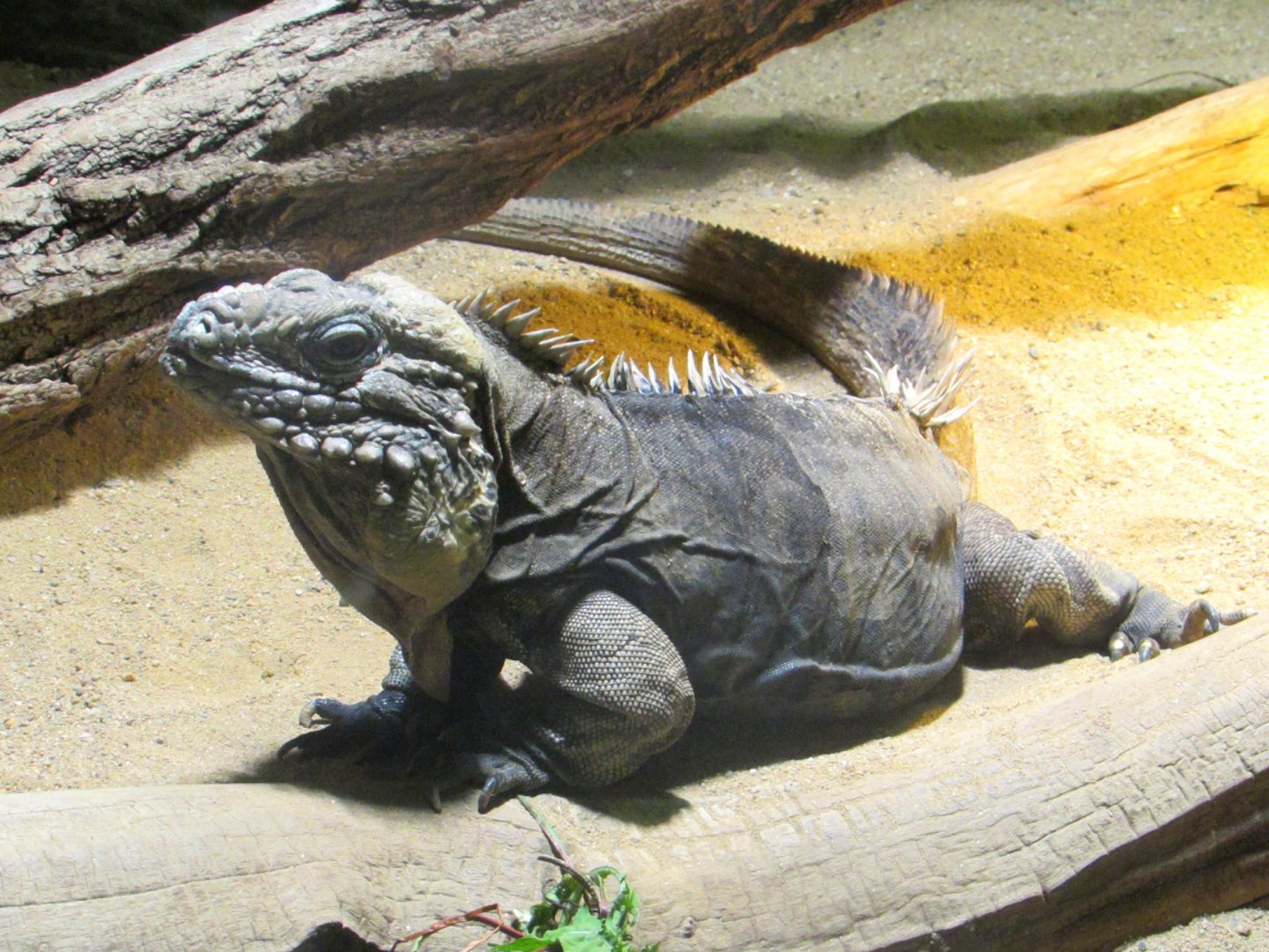 Cuban Rock Iguana - July/2017