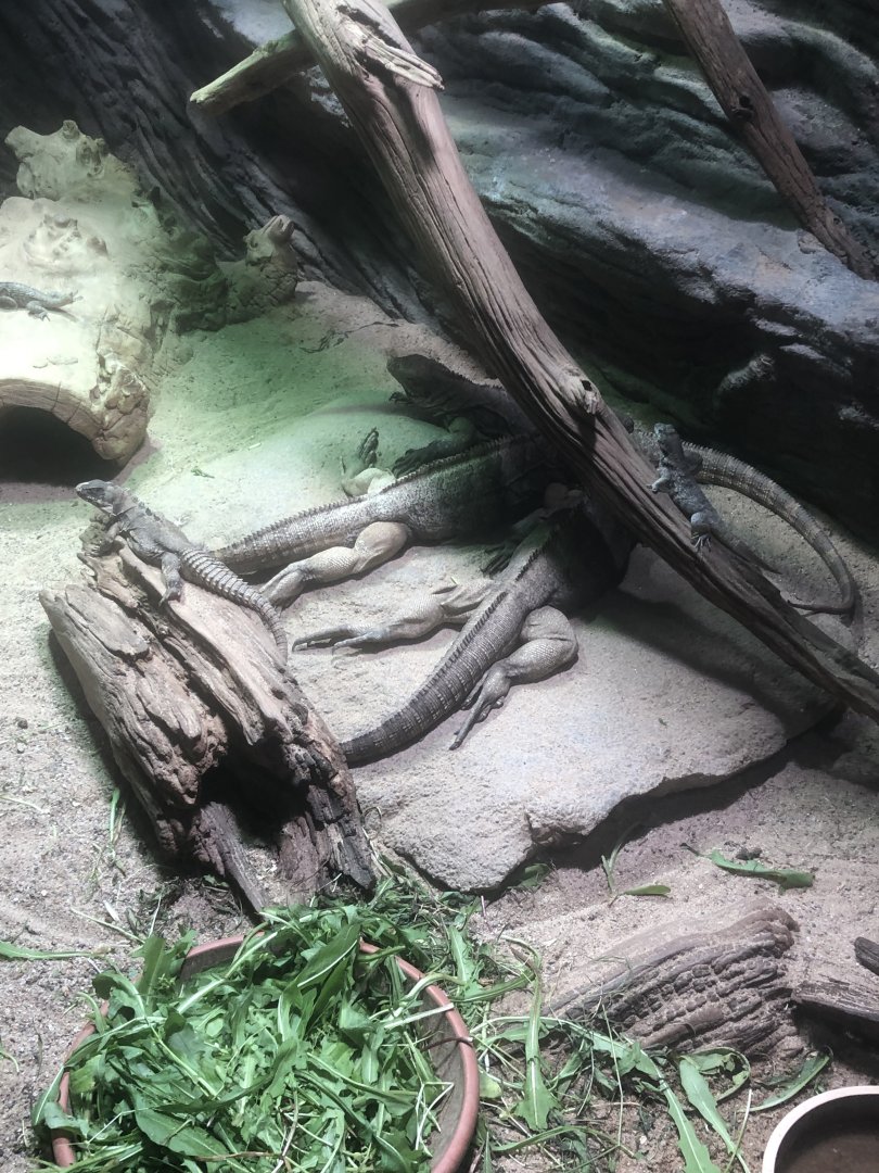 Cuban Rock Iguana/Oaxacan Spiny-tailed Iguana/Northern Curly-tailed Lizard