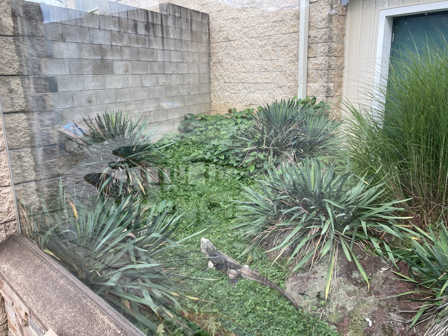 Cuban Rock Iguana outdoor exhibit