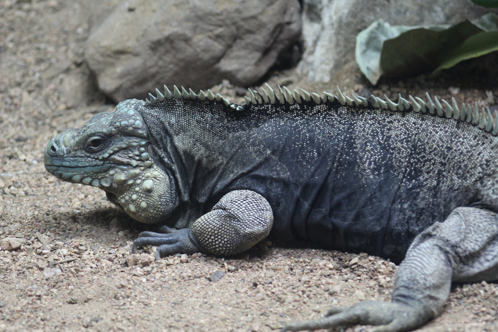 Cuban Rock Iguana