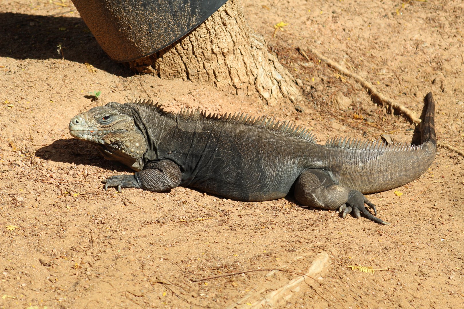Cuban Rock Iguana