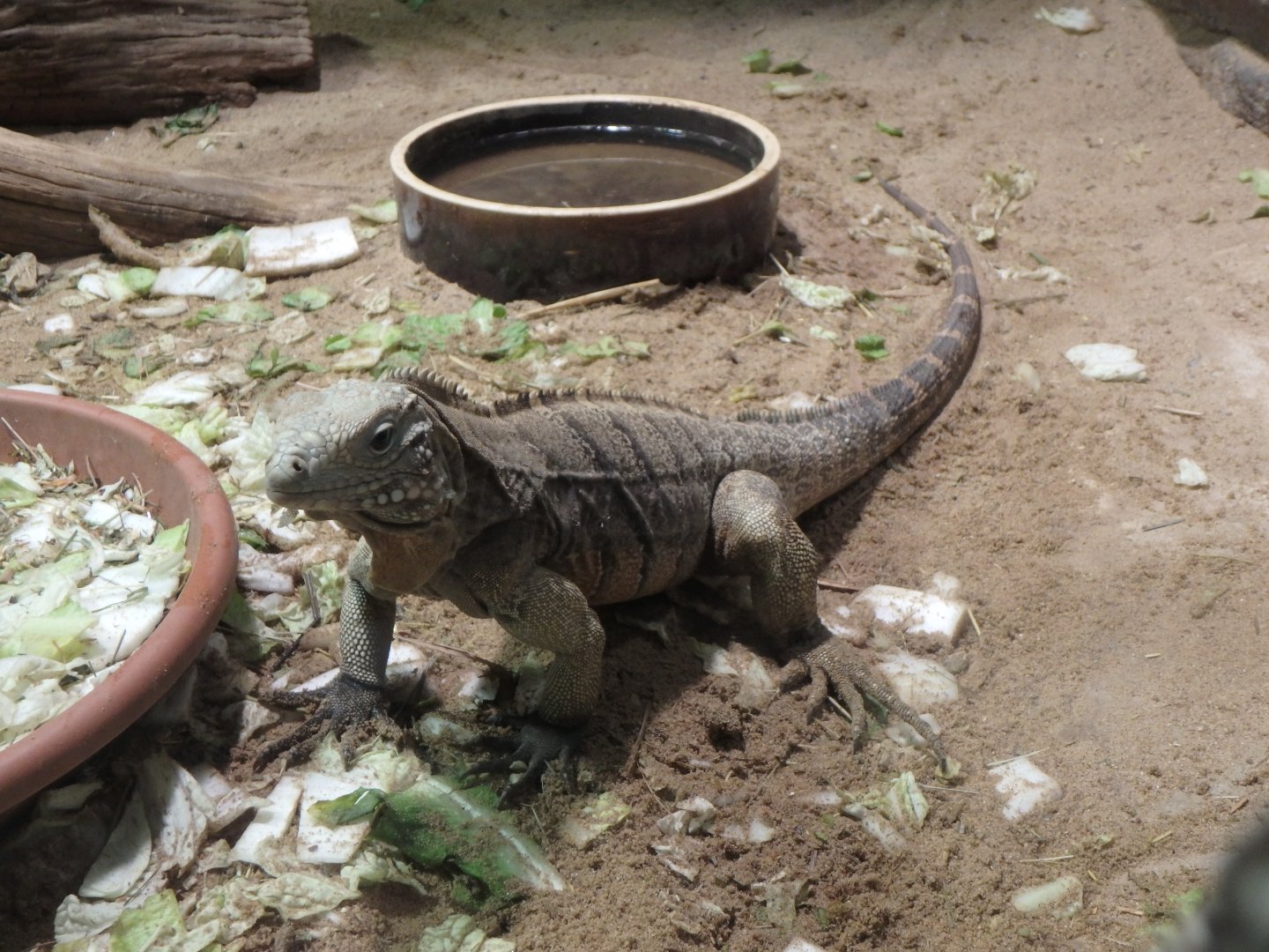Cuban rock iguana