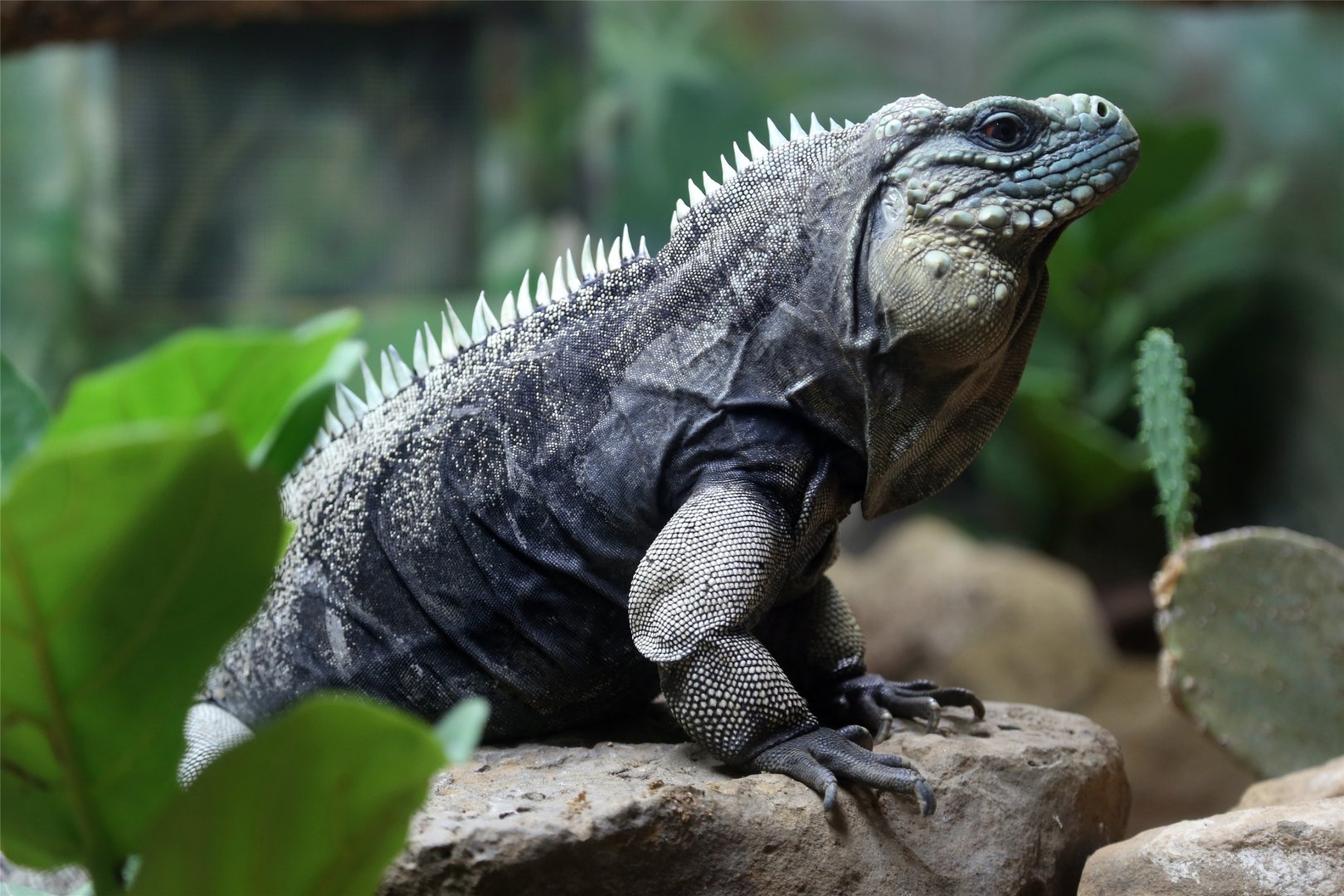 Cuban Rock Iguana