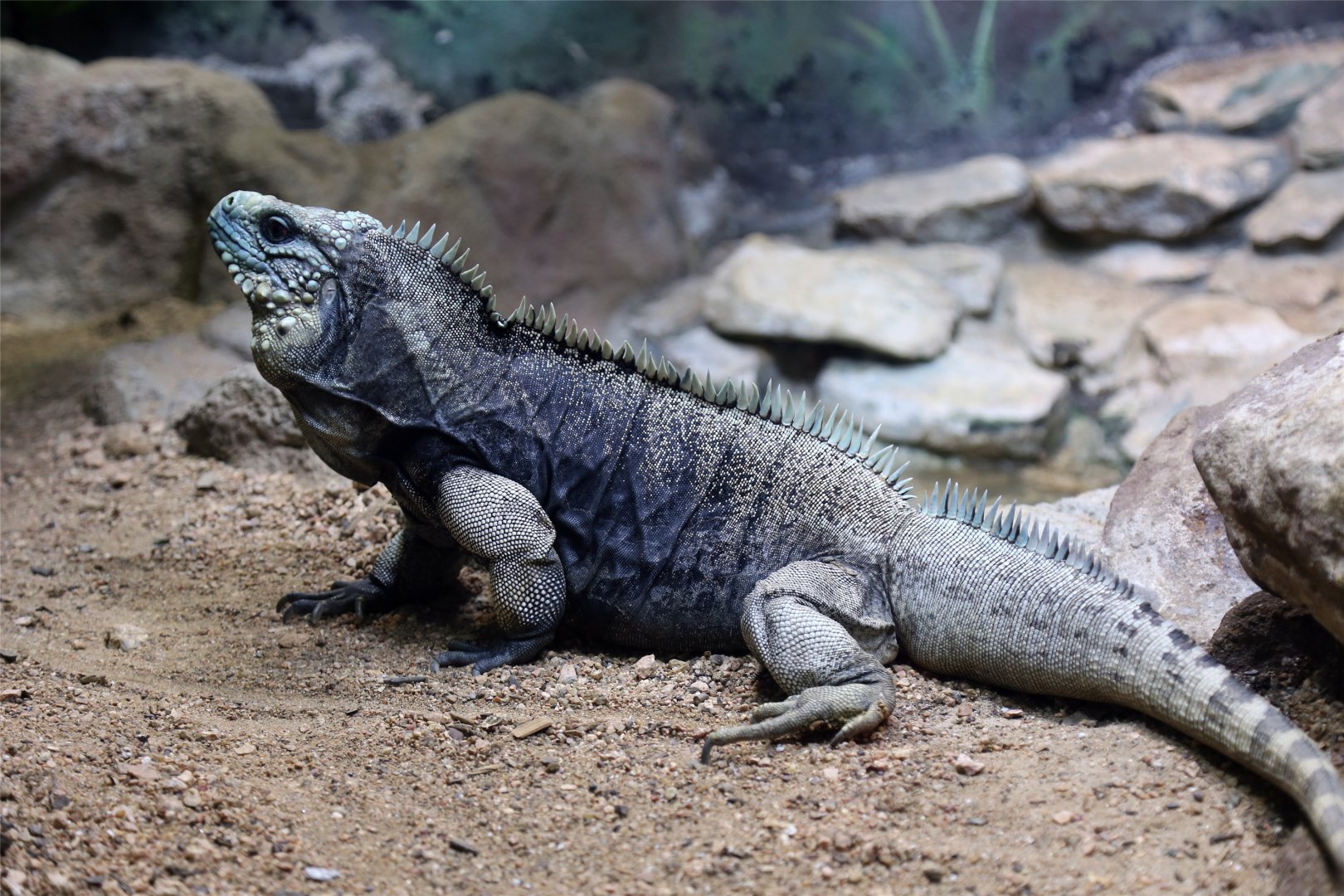 Cuban Rock Iguana