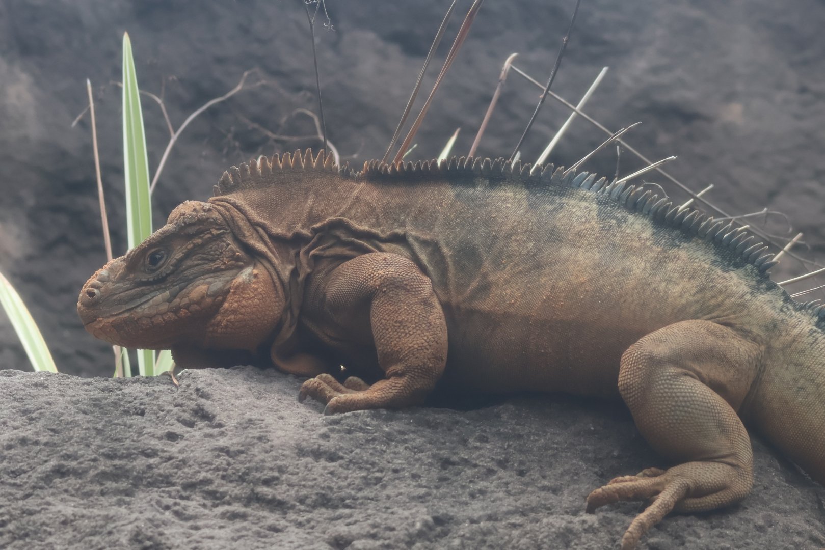 Cuban rock iguana
