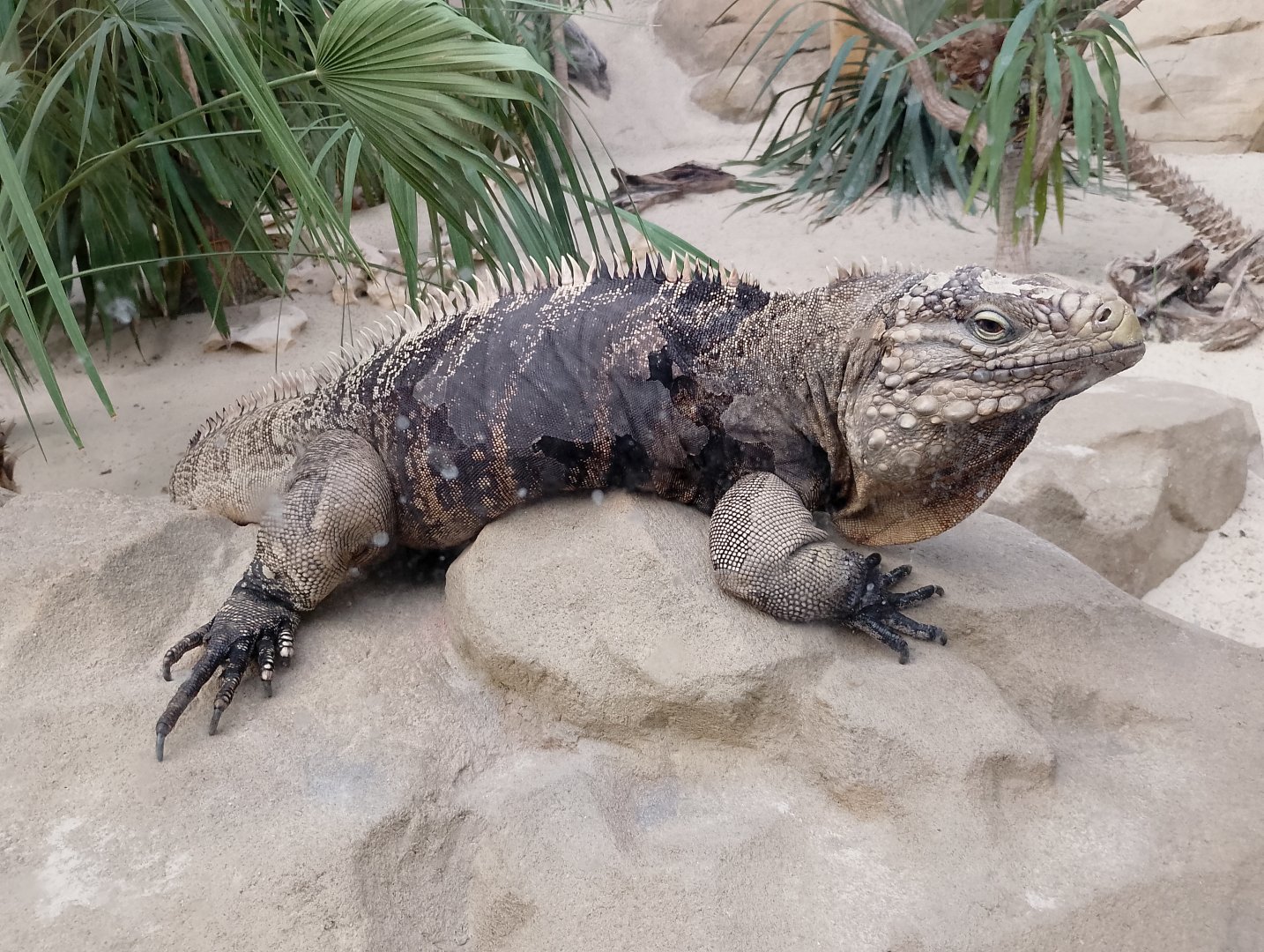 Cuban rock iguana