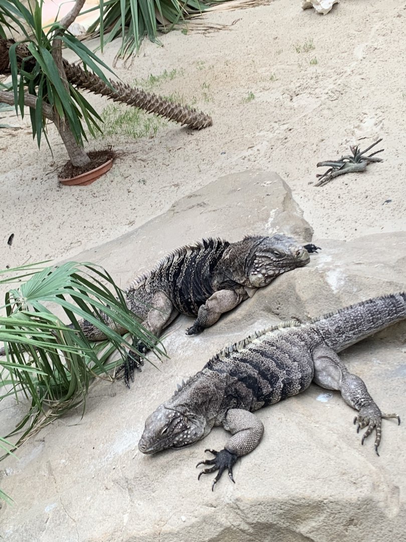 Cuban rock iguanas