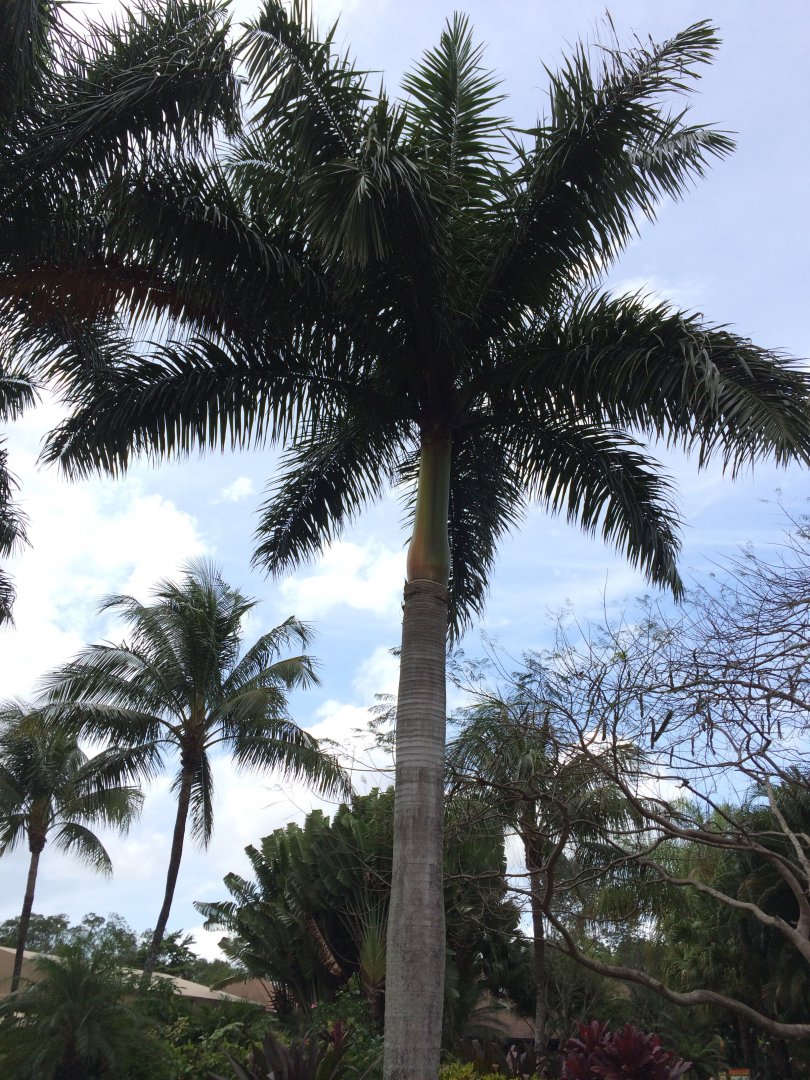 Cuban Royal Palm (2016)