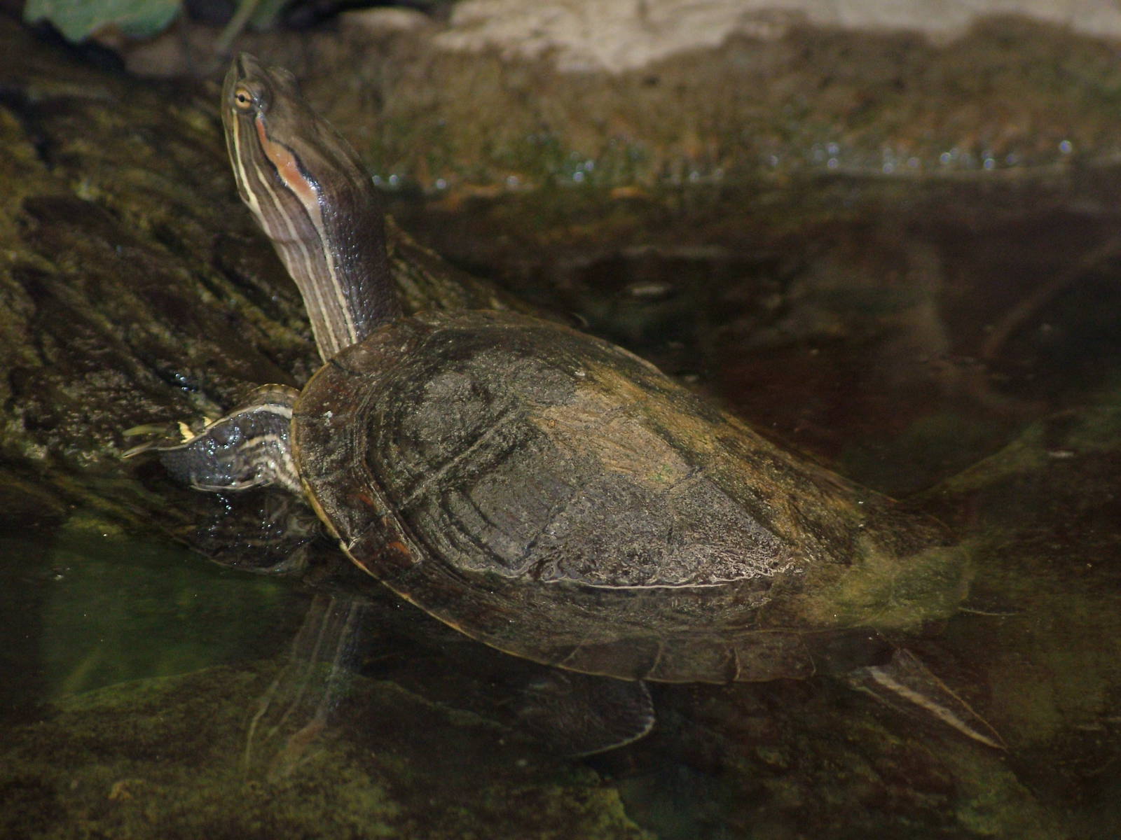 Cuban Slider at Tierpark Berlin, 30/08/11