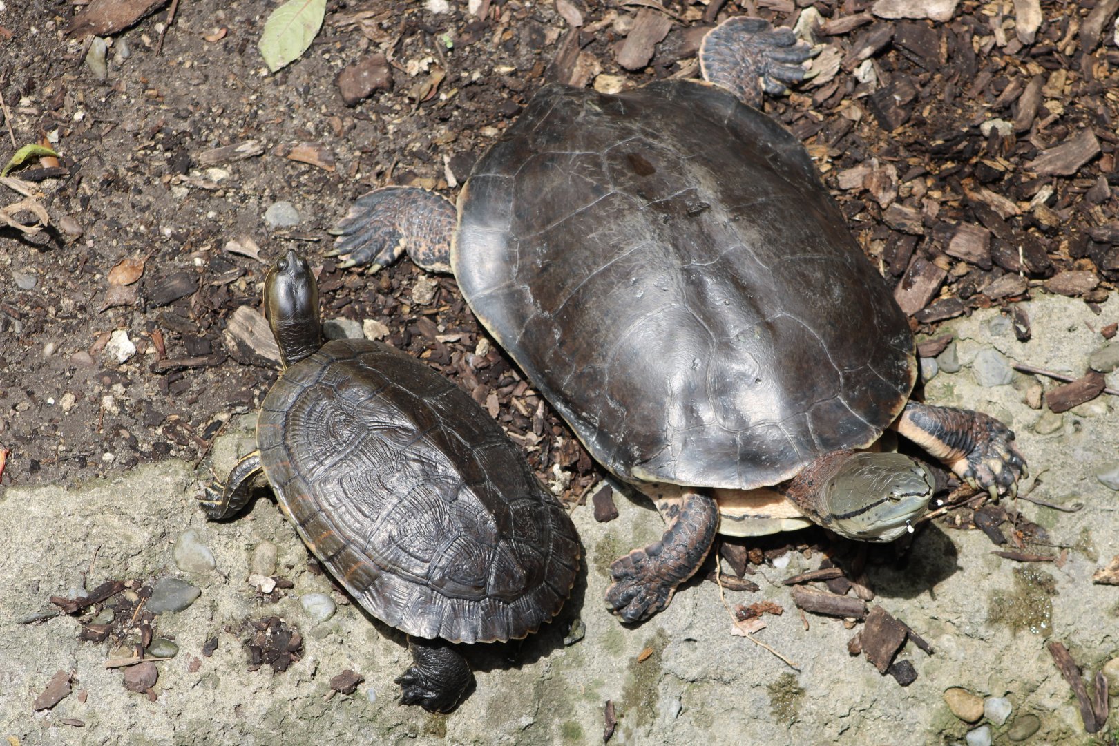 Cuban Slider (T. decussata) + Hilaire’s Toadhead Turtle (P. hilarii)