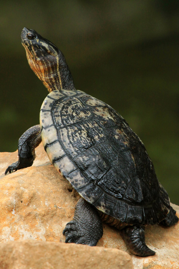 Cuban slider (Trachemys decussata)