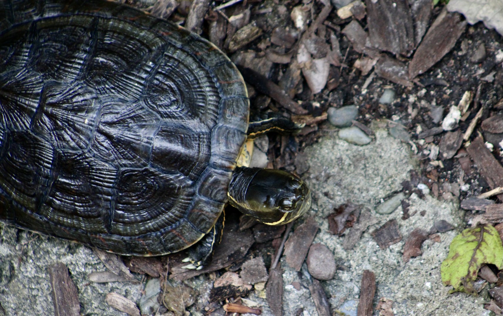 Cuban Slider (Trachemys decussata)