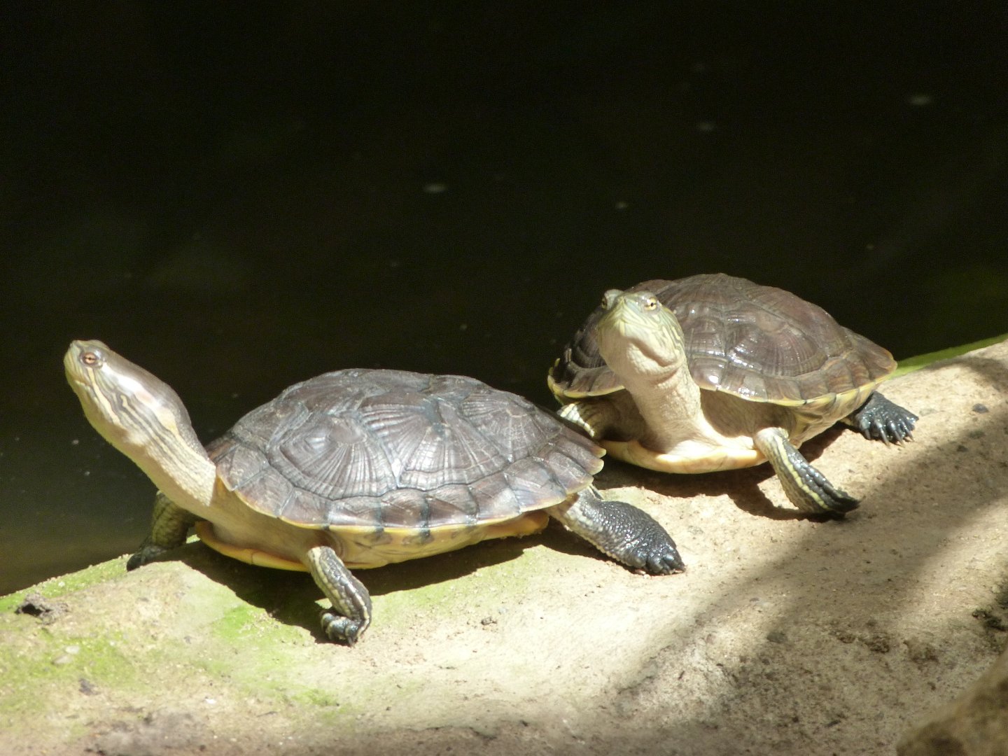 Cuban sliders -Zoo Praha (2025)