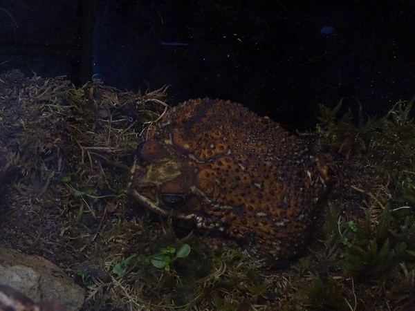 Cuban small-eared toad (Bufo empusus)