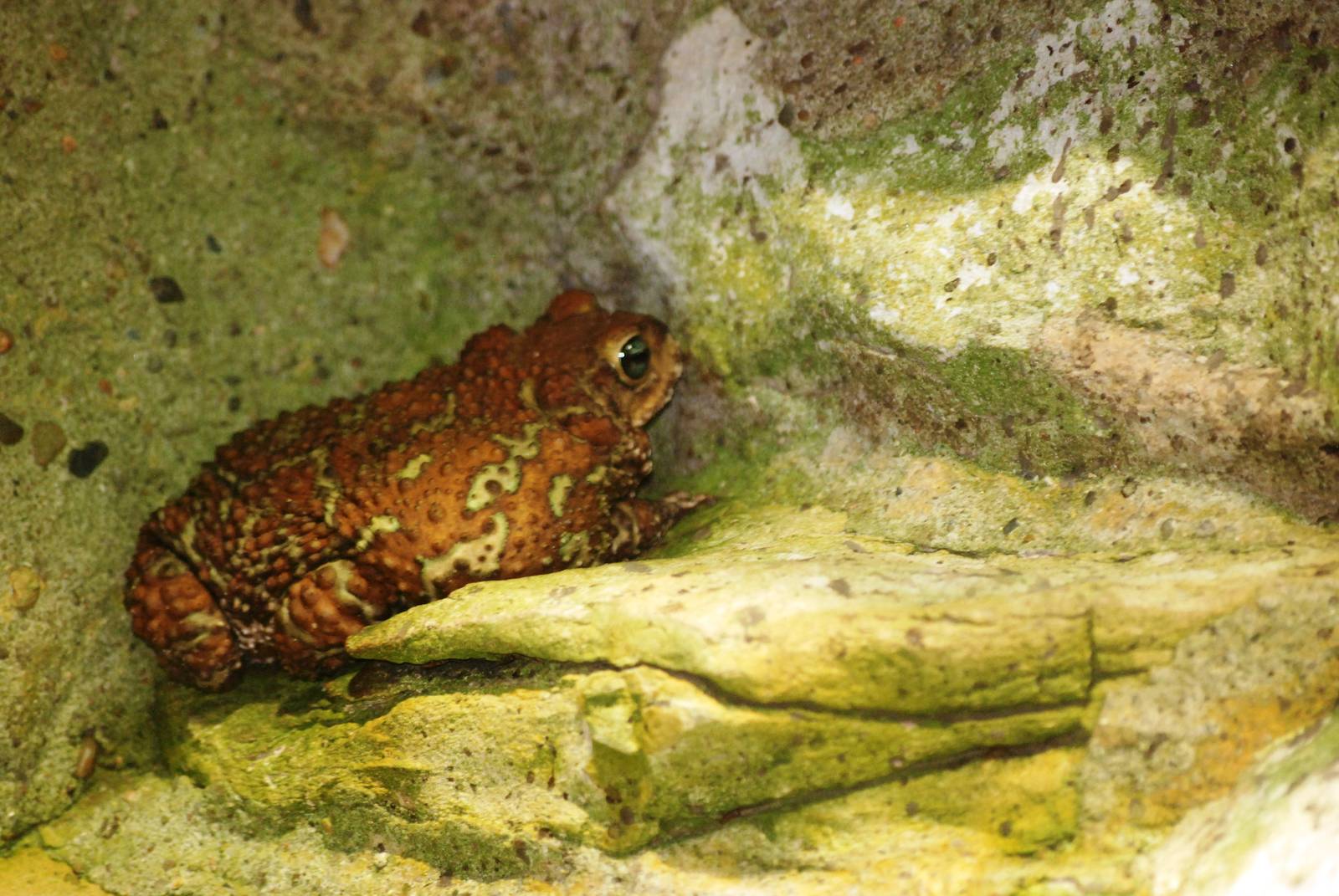 Cuban Toad at Prague, 25/08/12