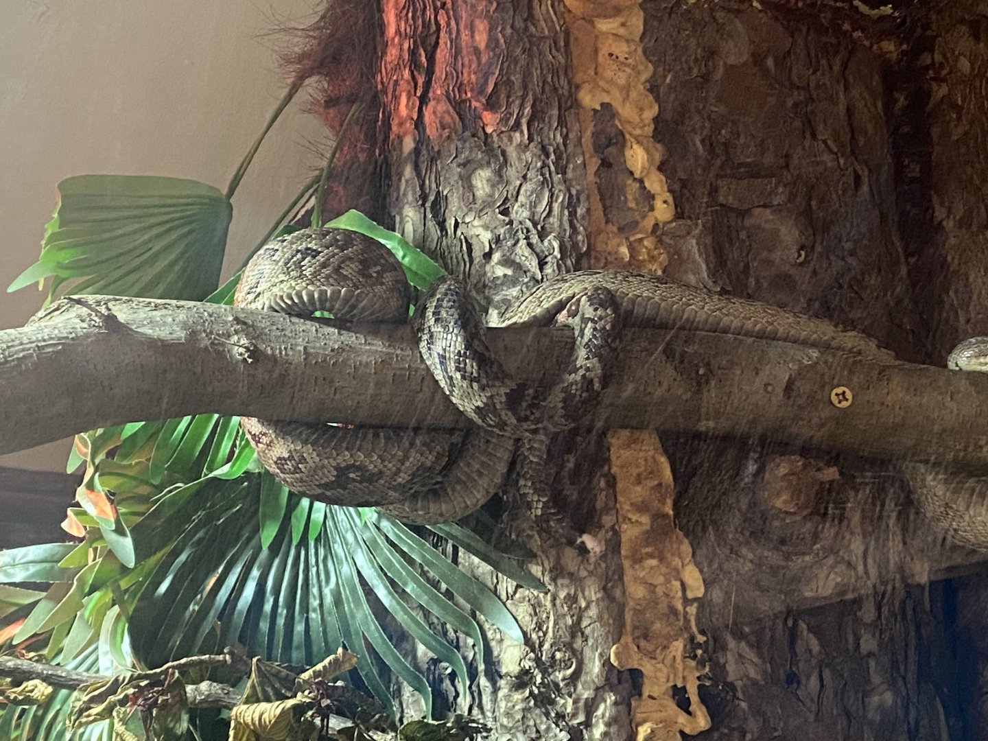 Cuban tree boa 040824