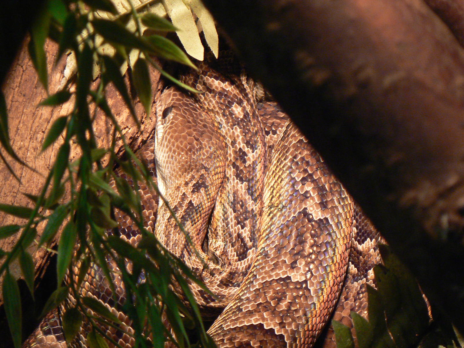 Cuban Tree Boa - 1 October 2016