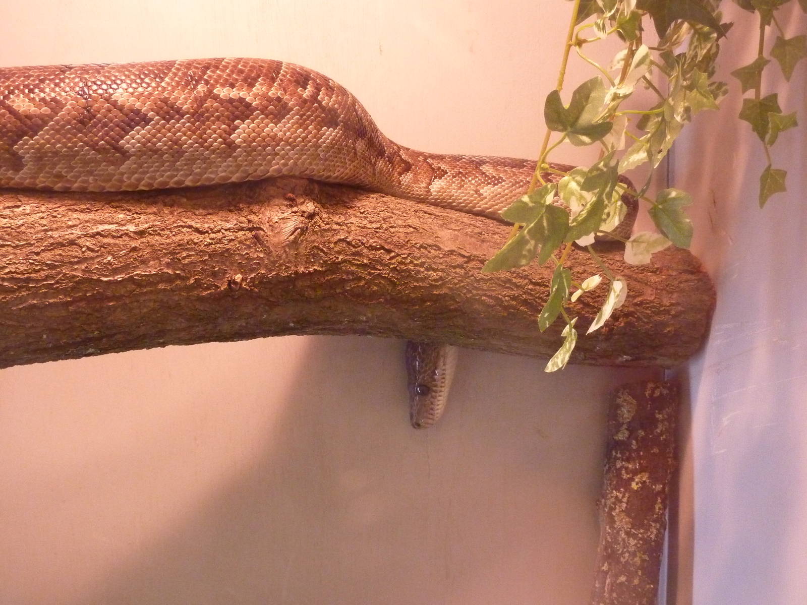 Cuban tree boa, 6th November 2012.