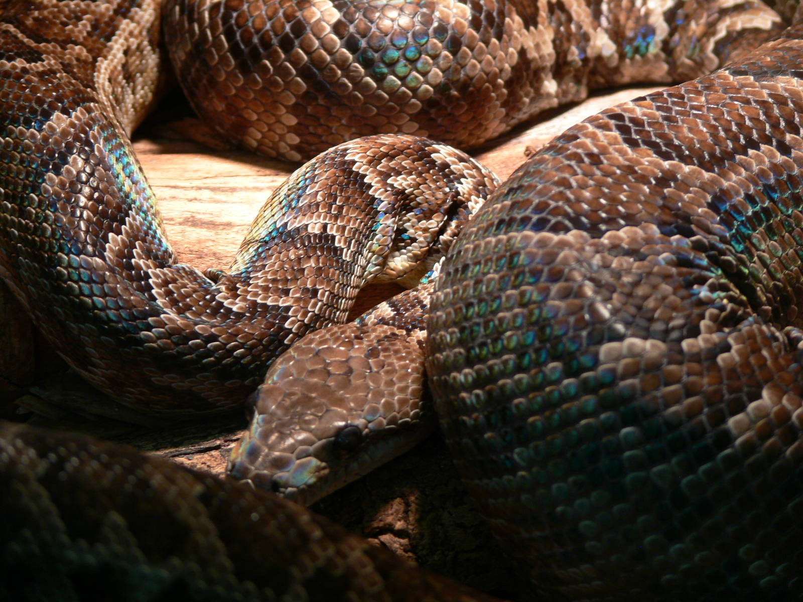 Cuban Tree Boa at Tropical World, 30/06/13