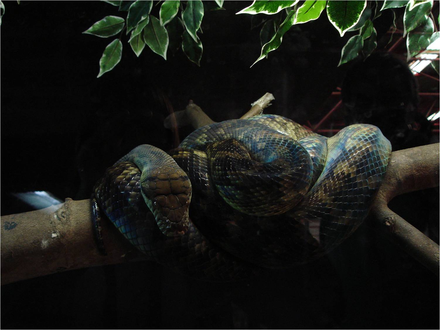 Cuban Tree Boa at Zoo da Maia, 27/04/08