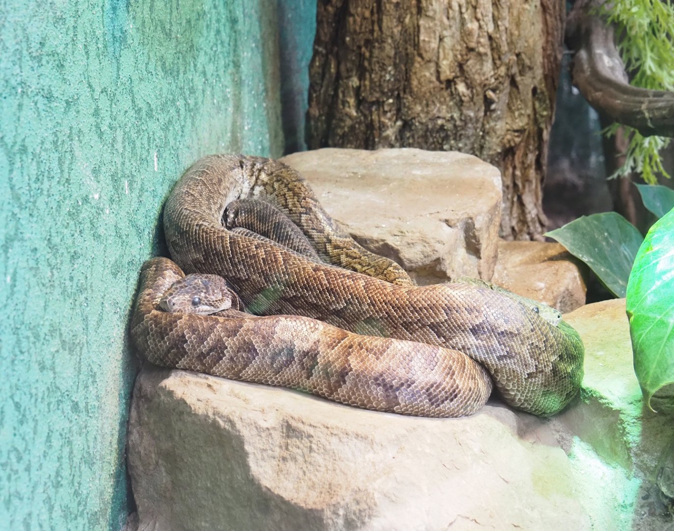 Cuban tree boa (Chilabothrus angulifer), 2023-08-17