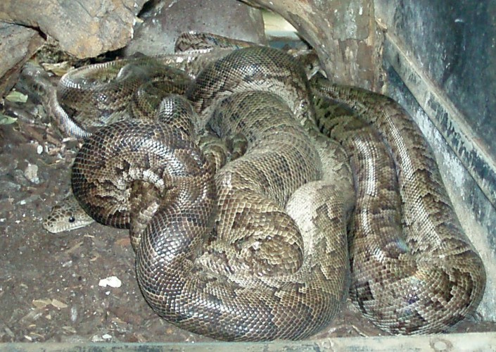 Cuban Tree Boa (Epicrates angulifer)