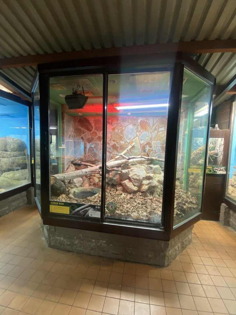 Cuban tree boa exhibit 040324