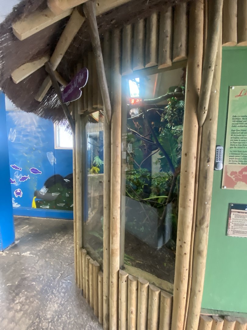 Cuban tree boa exhibit 040824