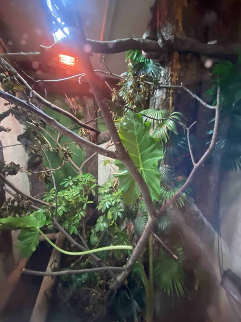 Cuban tree boa exhibit 040824